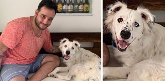 Cão que foi rejeitado por ser surdo é adotado por estudante também surdo